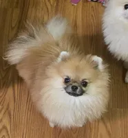 Birdie , a female Pomeranian for sale in Redding, CA – Photo 1 of 4