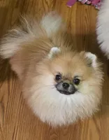 Birdie , a female Pomeranian for sale in Redding, CA – Photo 2 of 4