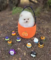 Prodigal Son Beaver AKC , a male Pomeranian for sale in Redding, CA – 3 of 9