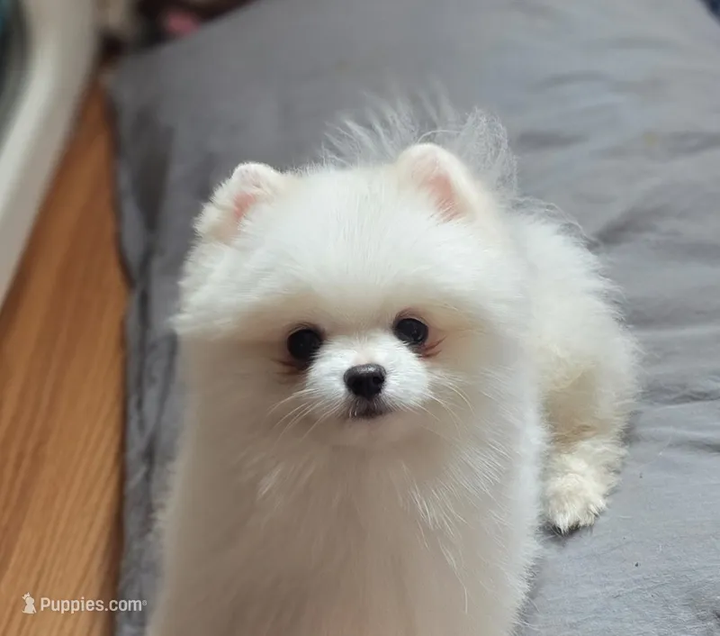 Puff – Pomeranian puppy for sale in Redding, CA