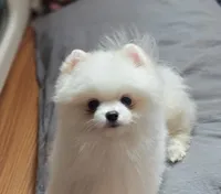 Puff, a male Pomeranian for sale in Redding, CA – 1 of 5