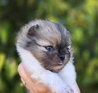 Bentley Blue eyes, a male Pomeranian for sale in Redding, CA – 10 of 10