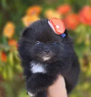 Mona Lisa AKC , a female Pomeranian for sale in Redding, CA – 1 of 10