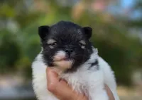 America , a female Pomeranian for sale in Redding, CA – 4 of 10