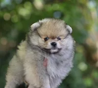 Irish Rover , a male Pomeranian for sale in Redding, CA – 4 of 6
