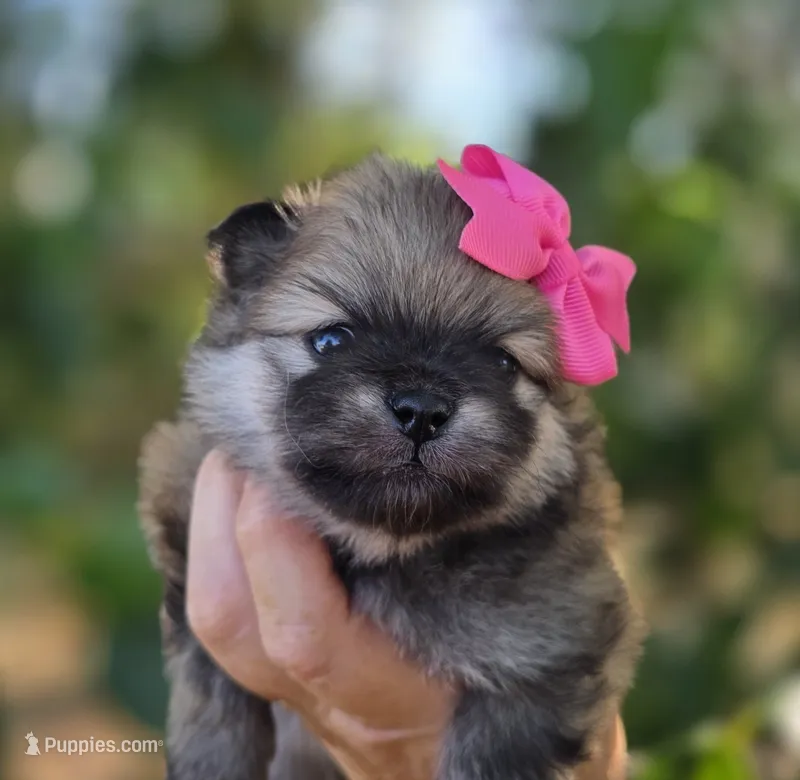 Memory  – Pomeranian puppy for sale in Redding, CA