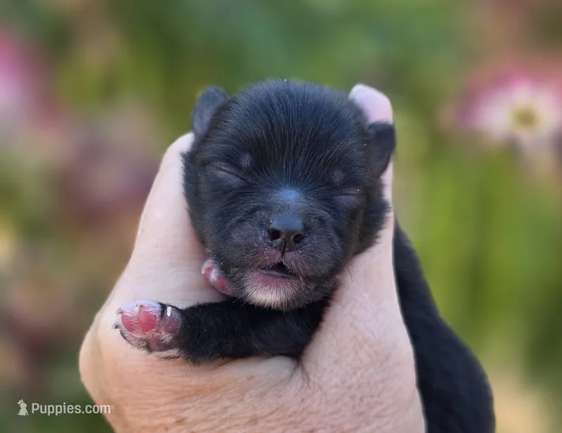 Mona Lisa  – Pomeranian puppy for sale in Redding, CA