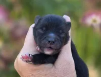 Mona Lisa , a female Pomeranian for sale in Redding, CA – 1 of 9
