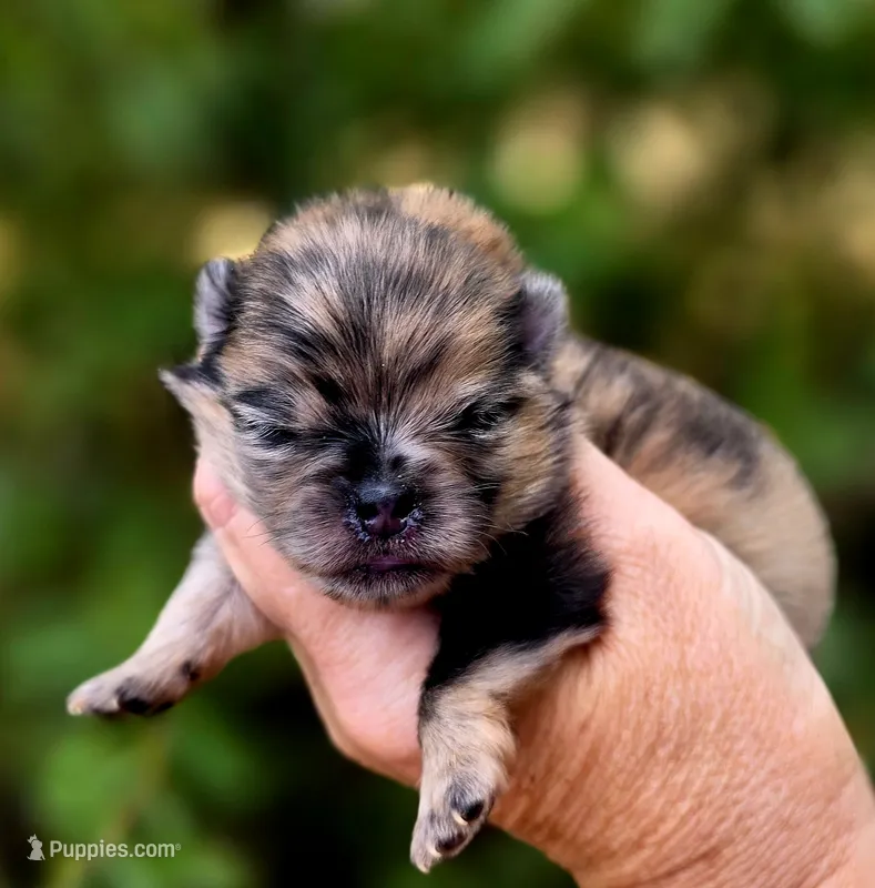 Affogato AKC  – Pomeranian puppy for sale in Redding, CA