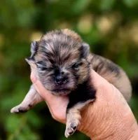Affogato AKC , a male Pomeranian for sale in Redding, CA – 1 of 10