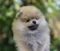 Danny boy , a male Pomeranian for sale in Redding, CA – 5 of 6