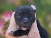 Mona Lisa , a female Pomeranian for sale in Redding, CA – 2 of 9