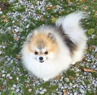 Varessa , a female Pomeranian for sale in Redding, CA – 4 of 4