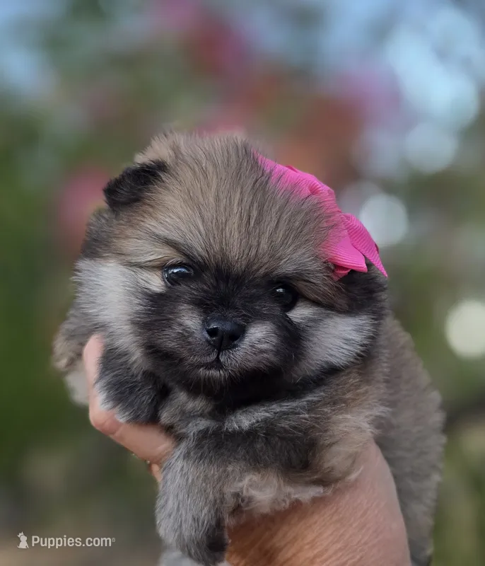 Liberty  – Pomeranian puppy for sale in Redding, CA