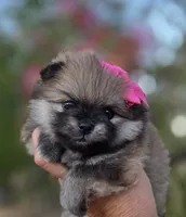 Liberty , a female Pomeranian for sale in Redding, CA – 1 of 10