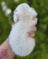 Prodigal Son, a male Pomeranian for sale in Anderson, CA – 6 of 9