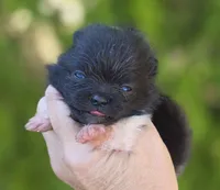 Lamborghini , a male Pomeranian for sale in Redding, CA – 3 of 4