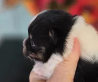 Poet AKC , a male Pomeranian for sale in Redding, CA – 7 of 8