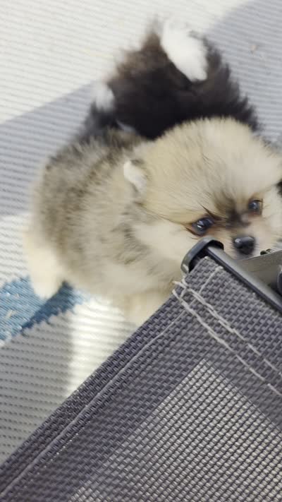 DaVinci , a male Pomeranian for sale in Anderson, CA – 10 of 10