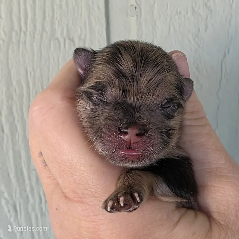 Afogoto  – Pomeranian puppy for sale in Redding, CA