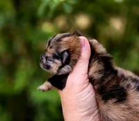 Affogato AKC , a male Pomeranian for sale in Redding, CA – 7 of 10