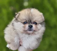 DaVinci , a male Pomeranian for sale in Anderson, CA – 6 of 10