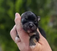 Lincoln , a male Pomeranian for sale in Redding, CA – Photo 3 of 6