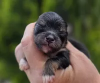 Lincoln , a male Pomeranian for sale in Redding, CA – Photo 5 of 6