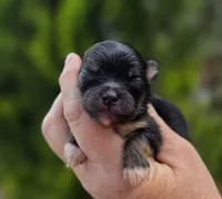 Lincoln , a male Pomeranian for sale in Redding, CA – Photo 2 of 6