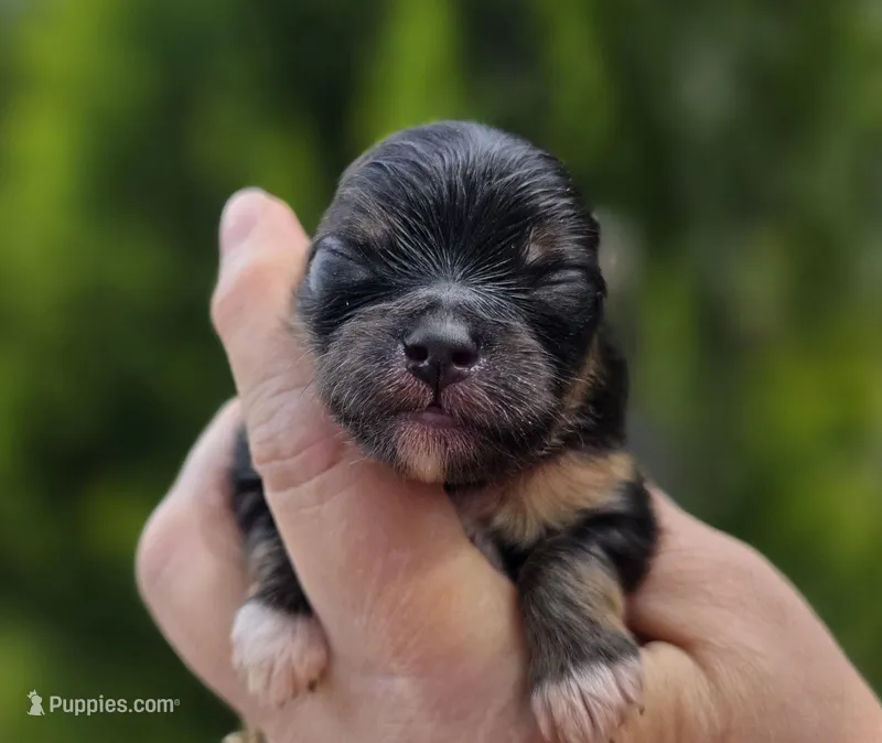 Lincoln  – Pomeranian puppy for sale in Redding, CA