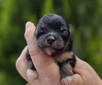 Lincoln , a male Pomeranian for sale in Redding, CA – Photo 1 of 6