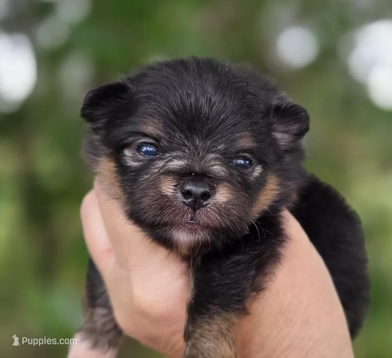 Lincoln  – Pomeranian puppy for sale in Redding, CA
