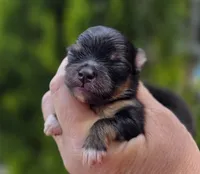 Lincoln , a male Pomeranian for sale in Redding, CA – Photo 4 of 6