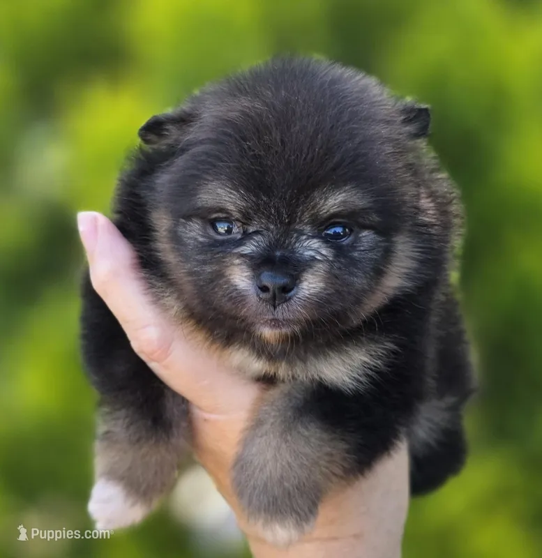 Lincoln  – Pomeranian puppy for sale in Redding, CA