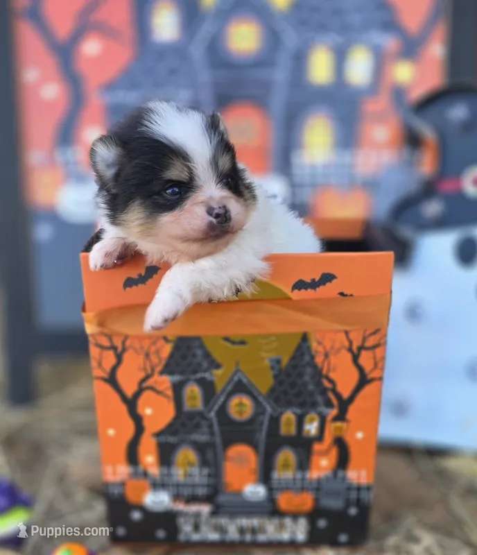 Cannolo AKC  – Pomeranian puppy for sale in Redding, CA