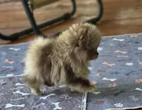 Cadbury , a male Pomeranian for sale in Redding, CA – 4 of 9