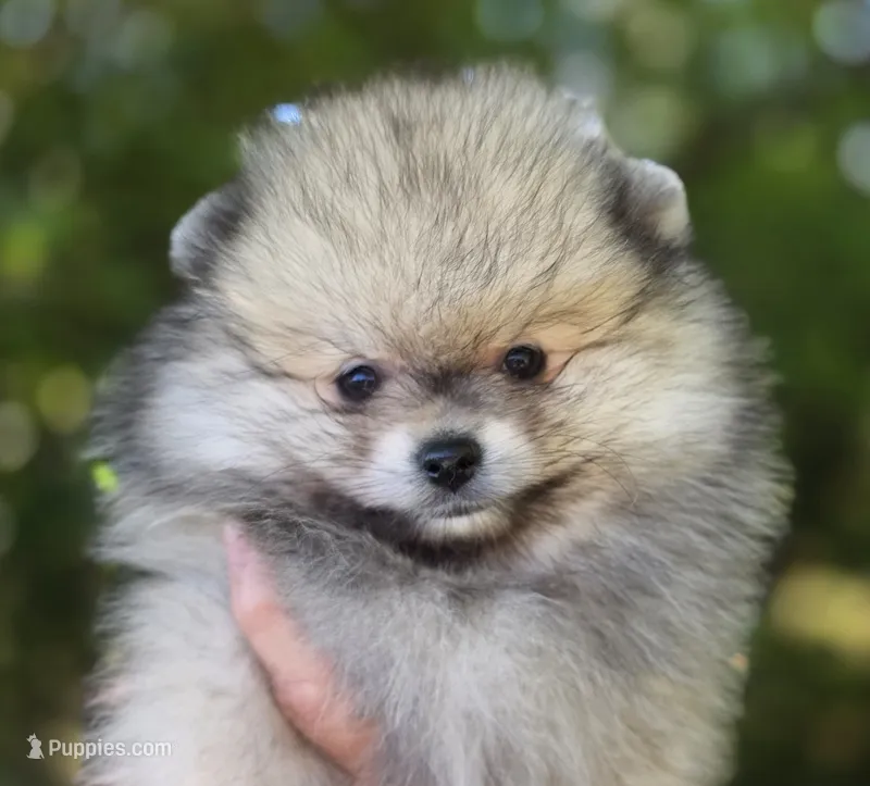 Finnigan – Pomeranian puppy for sale in Redding, CA