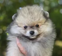 Finnigan, a male Pomeranian for sale in Redding, CA – 1 of 10