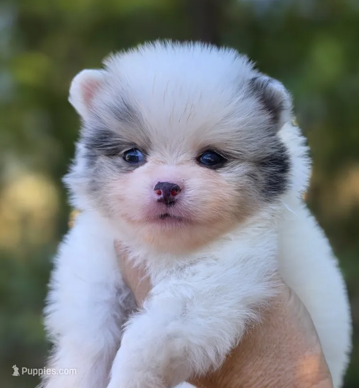 Angelo Blue Eyes – Pomeranian puppy for sale in Redding, CA