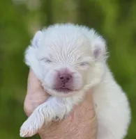 Prodigal Son, a male Pomeranian for sale in Anderson, CA – 2 of 9