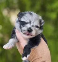 Starry Starry Night , a male Pomeranian for sale in Anderson, CA – 7 of 10