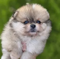 DaVinci , a male Pomeranian for sale in Anderson, CA – 8 of 10