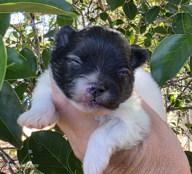 Patriot – Pomeranian puppy for sale in Redding, CA