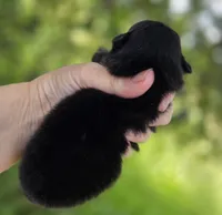 Washington , a male Pomeranian for sale in Redding, CA – Photo 8 of 9