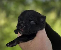 Washington , a male Pomeranian for sale in Redding, CA – Photo 4 of 9