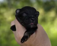 Washington , a male Pomeranian for sale in Redding, CA – Photo 3 of 9