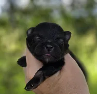 Washington , a male Pomeranian for sale in Redding, CA – Photo 2 of 9