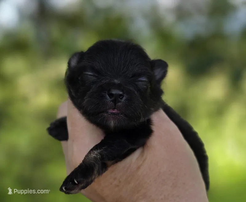 Washington , a male Pomeranian for sale in Redding, CA – Photo 1 of 9