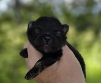 Washington , a male Pomeranian for sale in Redding, CA – Photo 1 of 9