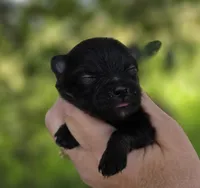 Washington , a male Pomeranian for sale in Redding, CA – Photo 5 of 9